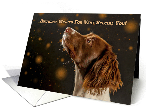 Brown And Cream Springer Spaniel, Birthday Wishes card (1285324)