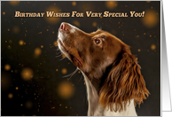 Brown And Cream Springer Spaniel, Birthday Wishes card