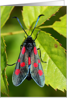 Burnet moth - Any Occasion - Blank Note Card