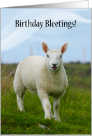 Cute Lamb Birthday Bleetings - Lamb In Field card