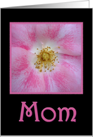Happy Mother’s Day With Pink Rose card