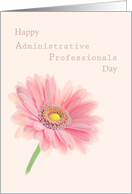 Administrative Professionals Day Pink Gerbera Daisy on Shell Pink card