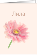 Lila Name Day Bulgarian Cyrillic Pink Gerbera Daisy on Shell Pink card