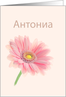 Antonia Name Day Bulgarian Cyrillic Pink Gerbera Daisy on Shell Pink card