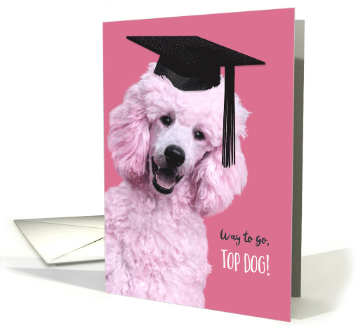 Dog Obedience School Graduation Congrats Pink Poodle card (1559284)