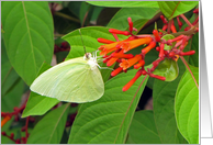 Yellow butterfly on Firebush in Florida card