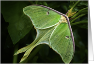 Luna Moth card