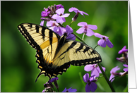 Eastern Tiger Swallowtail Butterfly (Papilio glaucus) card