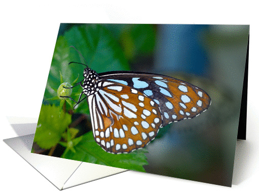 Blue Glassy Tiger Butterfly (Ideopsis vulgaris) card (1252874)