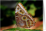 The Common Blue Morpho Butterfly (Morpho peleides) card