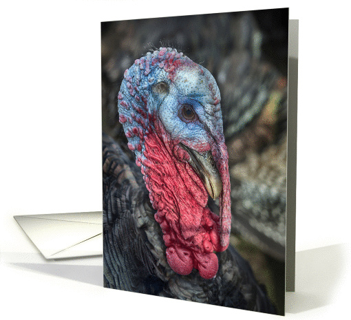 The Thanksgiving Turkey card (1431612)