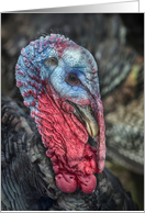 The Thanksgiving Turkey card