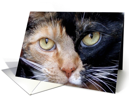 Calico cat card (363787)