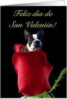 Feliz dia de San Valentin Boston Terrier card