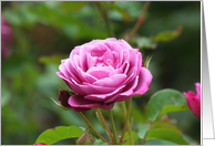 Pink Rose card