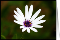 White Daisy Flower card