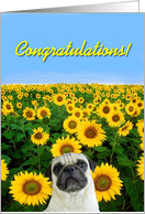 Congratulations pug card