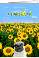 Russian Thank You pug card