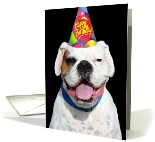 Happy Birthday White Boxer Dog card (475330)