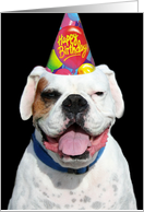 Happy Birthday White Boxer Dog card