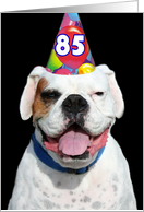 85th Birthday Party Invitation white boxer dog card