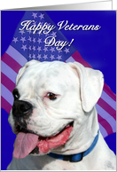 Happy Veterans Day Boxer card