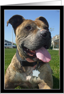Pitbull Birthday Ecards