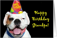 Happy Birthday Grandpa White Boxer Dog card