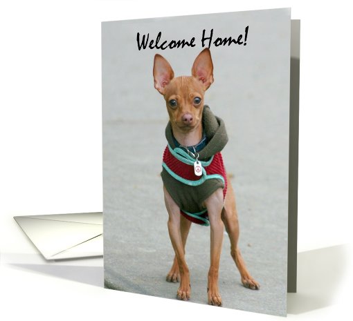 Welcome Home Chihuahua card (819257)