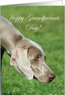 Happy Grandparents Day Weimaraner Dog card