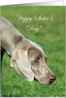 Happy Sister’s Day Weimaraner Dog card