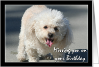 Missing you on your Birthday Bichon Frise dog card