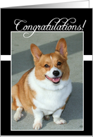 Congratulations Welsh Corgi dog card
