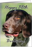 Happy 38th Birthday German Shorthaired pointer dog card