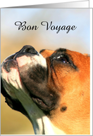 Bon Voyage Boxer Dog card