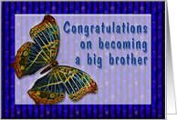 Congrats New Big Brother Cloisonne Butterfly card