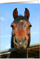 Happy Birthday Horse card