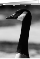 Happy Birthday Canadian Goose Portrait card