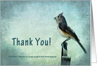 Thank You - Bird (Titmouse with blue/gray textures) card