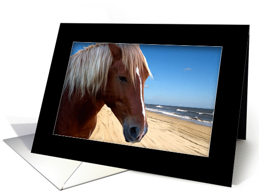 Wild Horse closeup by Ocean - Blank card (1288070)