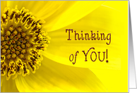 Thinking of You - Macro Yellow Flower - Bright card