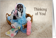 THINKING OF YOU - Terrier Dog Tangled in Yarn card
