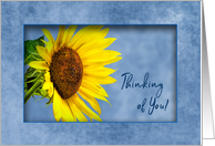 Thinking of You, Bright Sunflower on blue card