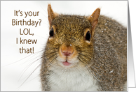Birthday, Humorous Squirrel Closeup card