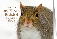 Secret Pal Birthday, Close-up of Squirrel with Snow Flurries card