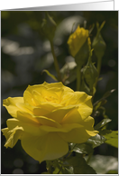 Yellow Rose Evening Light- Blank Card