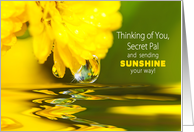 Thinking of You Secret Pal, Bright Yellow Mum, Waterdrop & reflections card