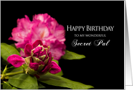 Birthday, Secret Pal, Fuchsia Rhododendron Flowers on Black Background card