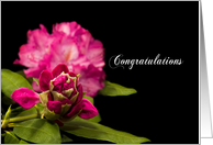 Congratulations, Blank, Beautiful Fuchsia Rhododendrons on Black Back card
