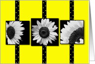 Sunflowers - Yellow - Black and White - Blank Card